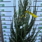 Borievka skalná (Juniperus scopulorum) ´BLUE ARROW´- výška 150-180 cm, kont. C15L